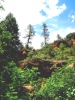 PICTURES/Sedona  West Fork Trail/t_Red Rock Along Creek2.JPG